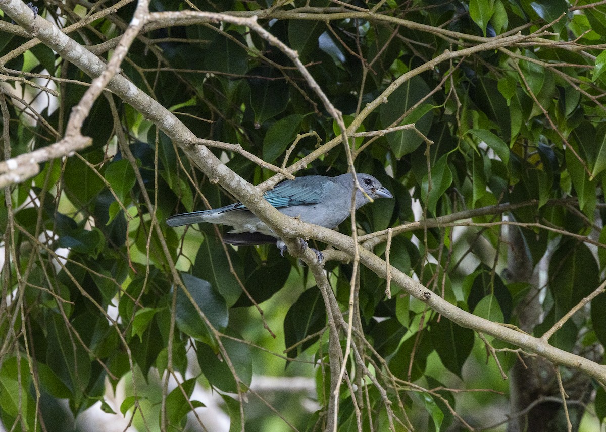 Sayaca Tanager - ML646150836