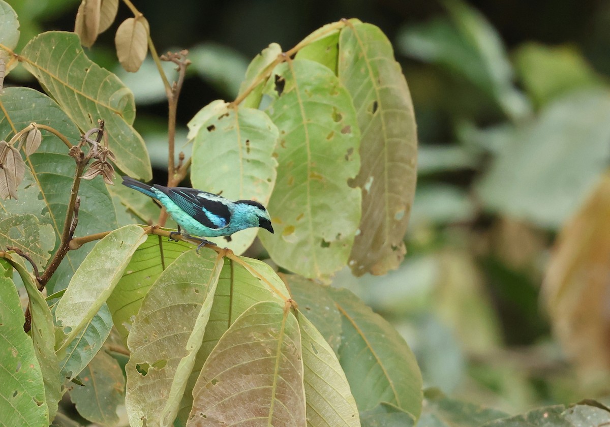 Metallic-green Tanager - ML646150838