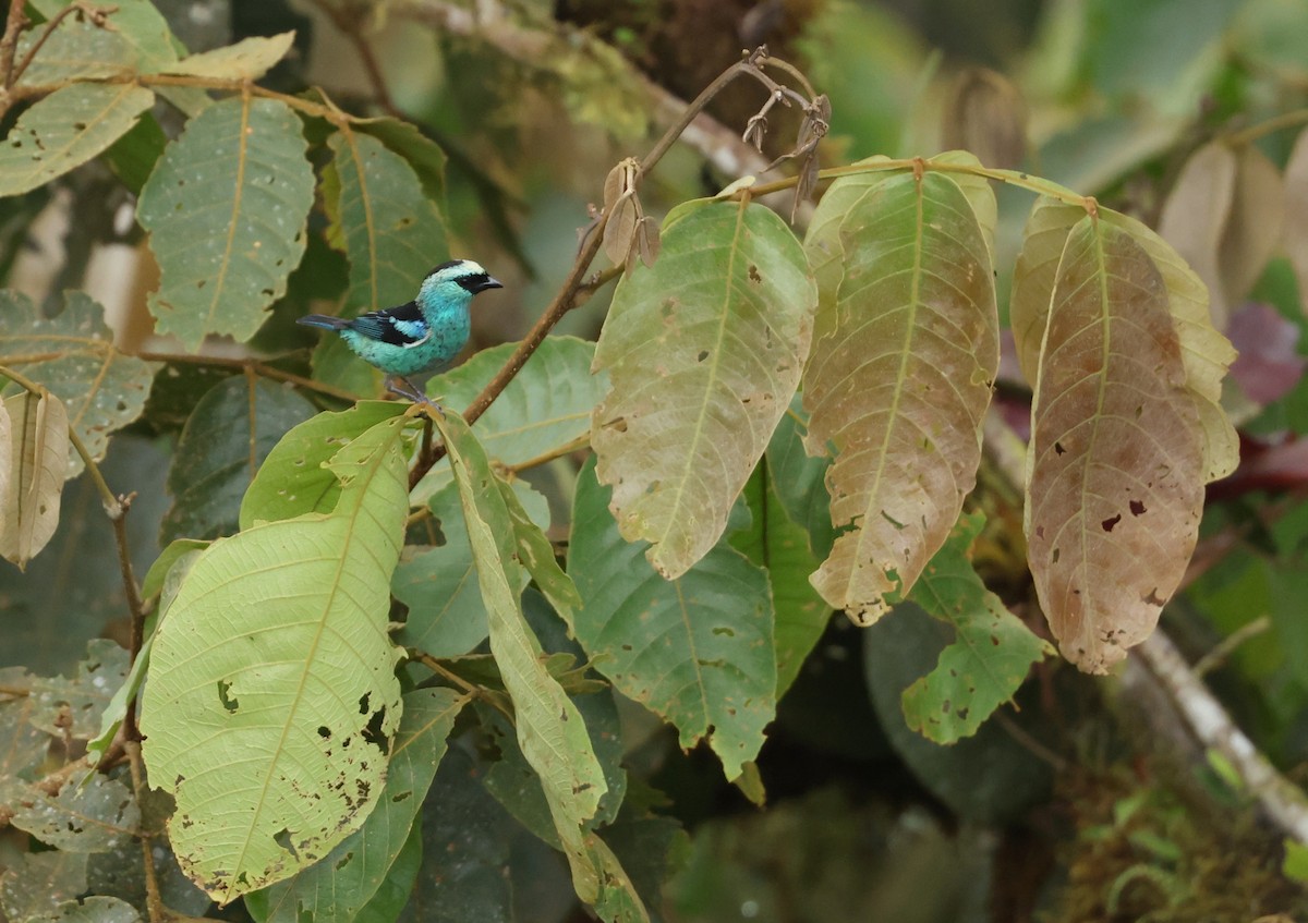 Metallic-green Tanager - ML646150839
