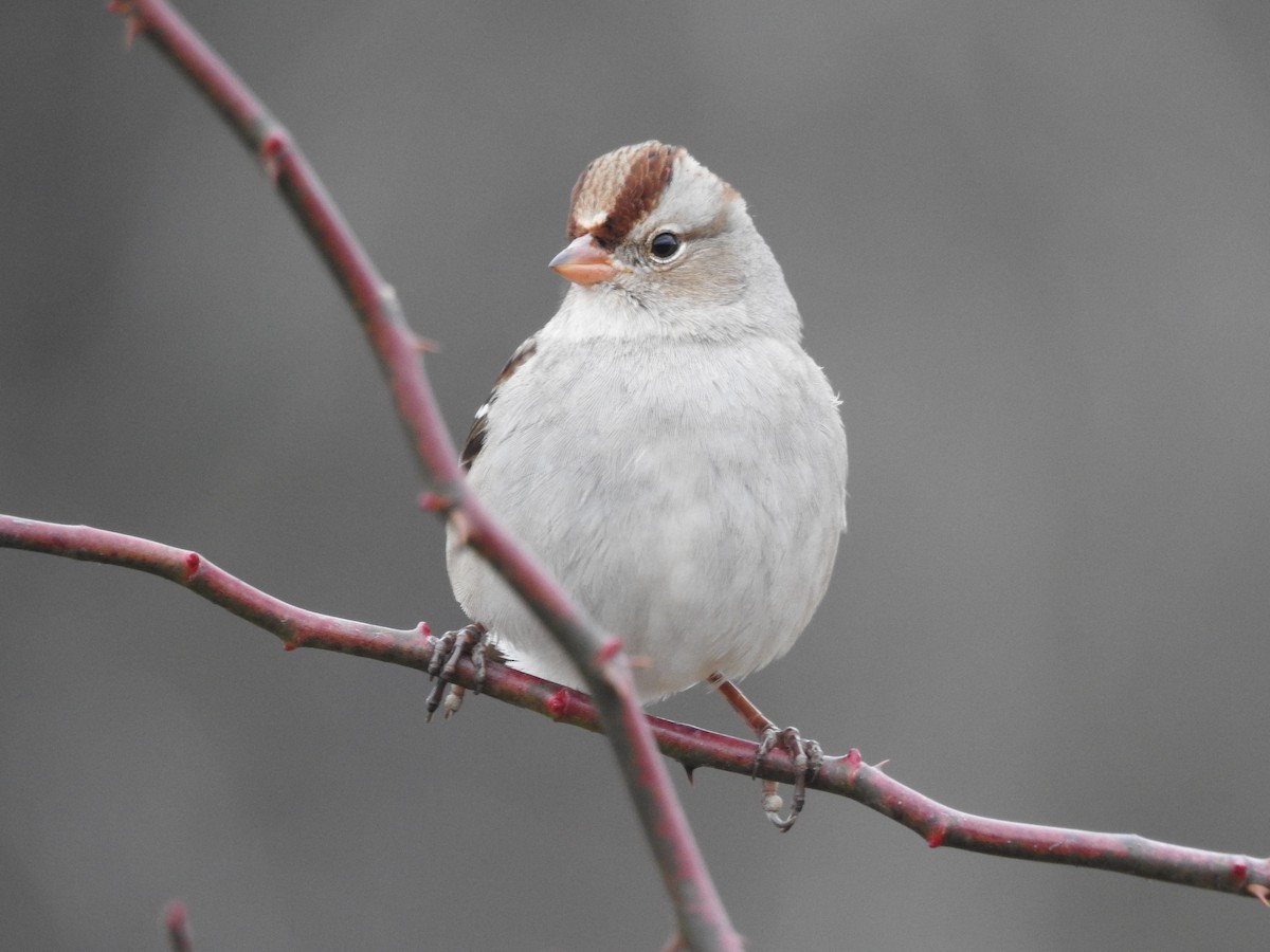 White-crowned Sparrow - ML646150842