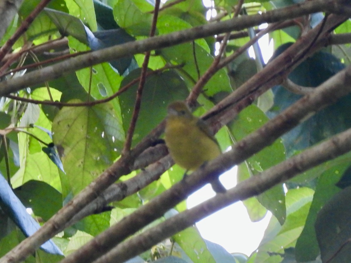 Tawny-capped Euphonia - ML646150843