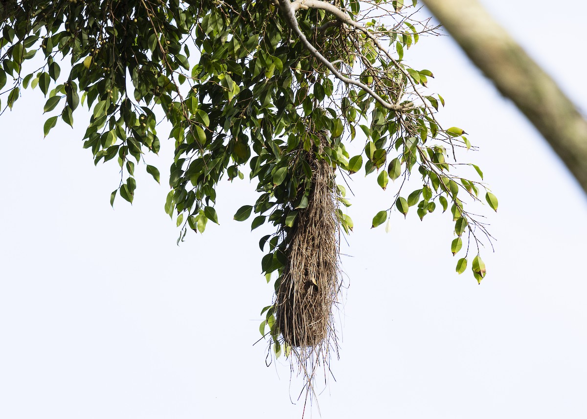 Yellow-rumped Cacique - ML646150844