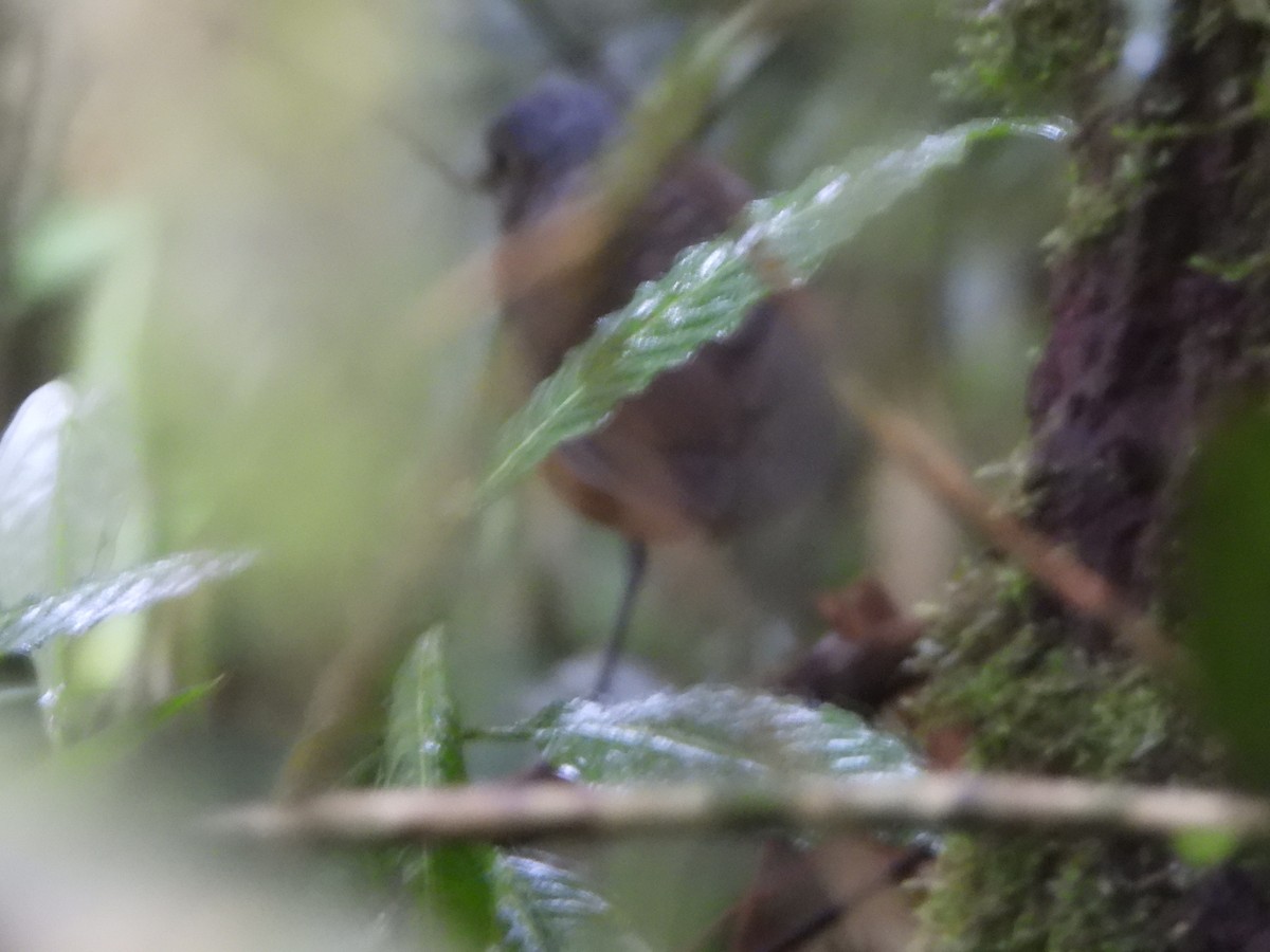 Scaled Antpitta - ML646150845