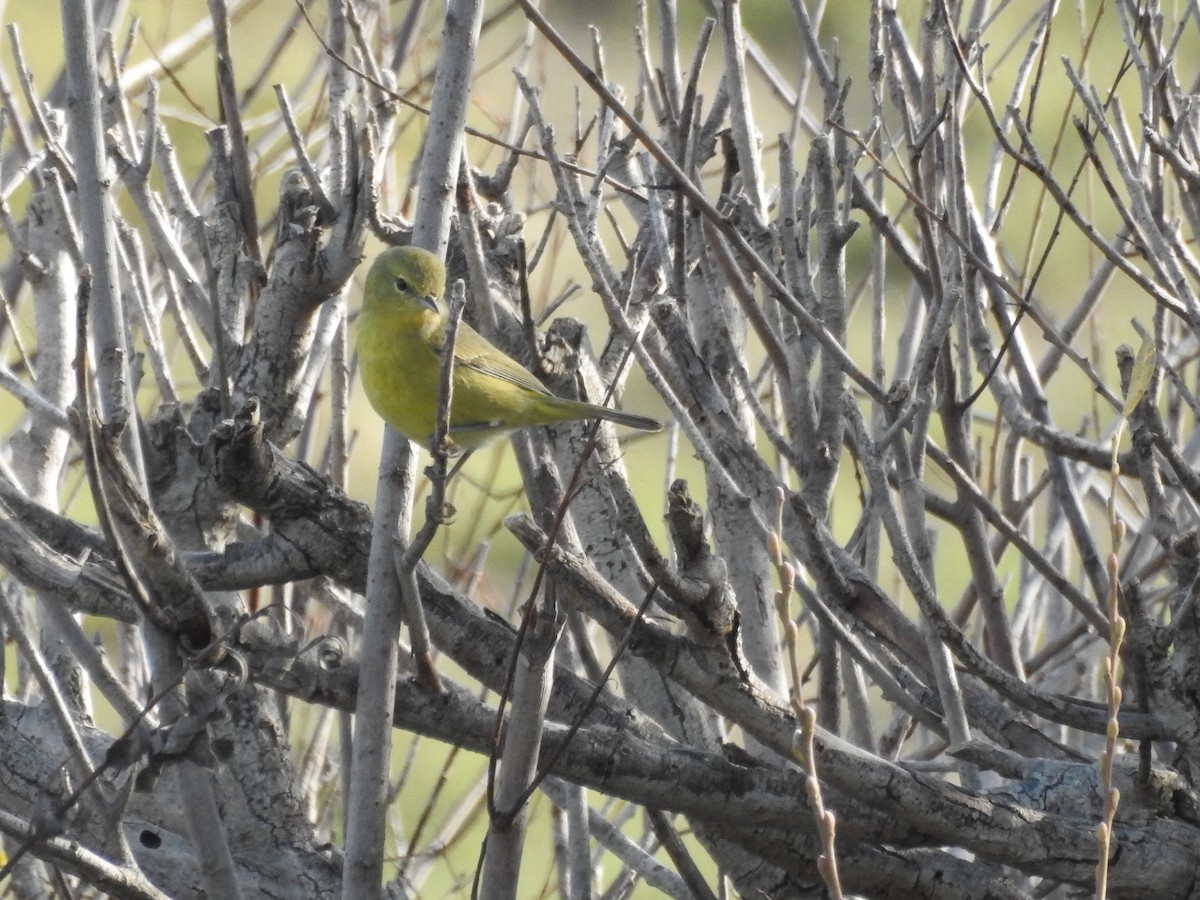 Orange-crowned Warbler (lutescens) - ML646150847