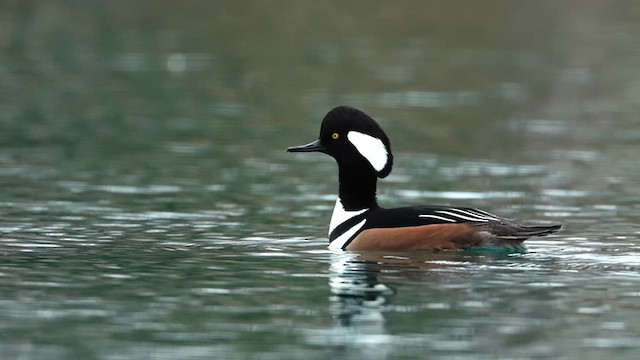 Hooded Merganser - ML646150848