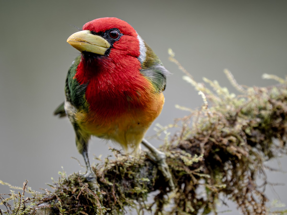 Red-headed Barbet - ML646150849