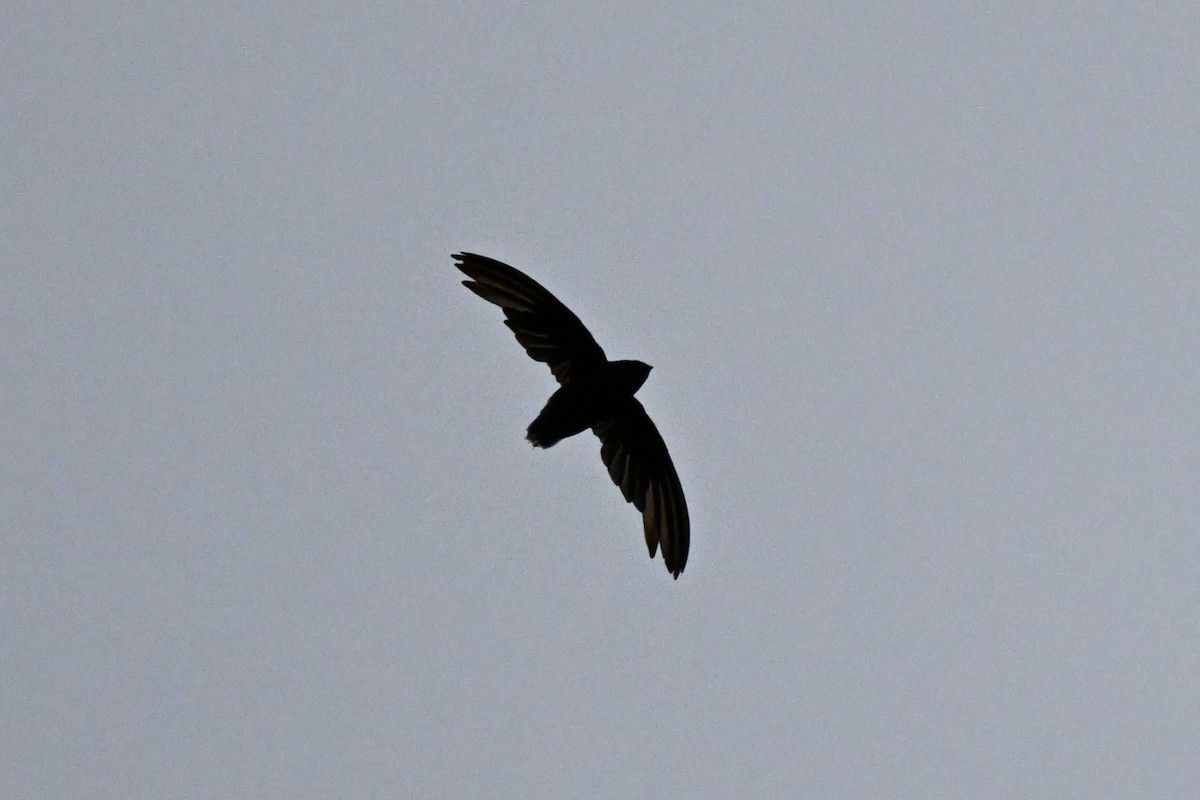 Short-tailed Swift (Short-tailed) - ML646150851