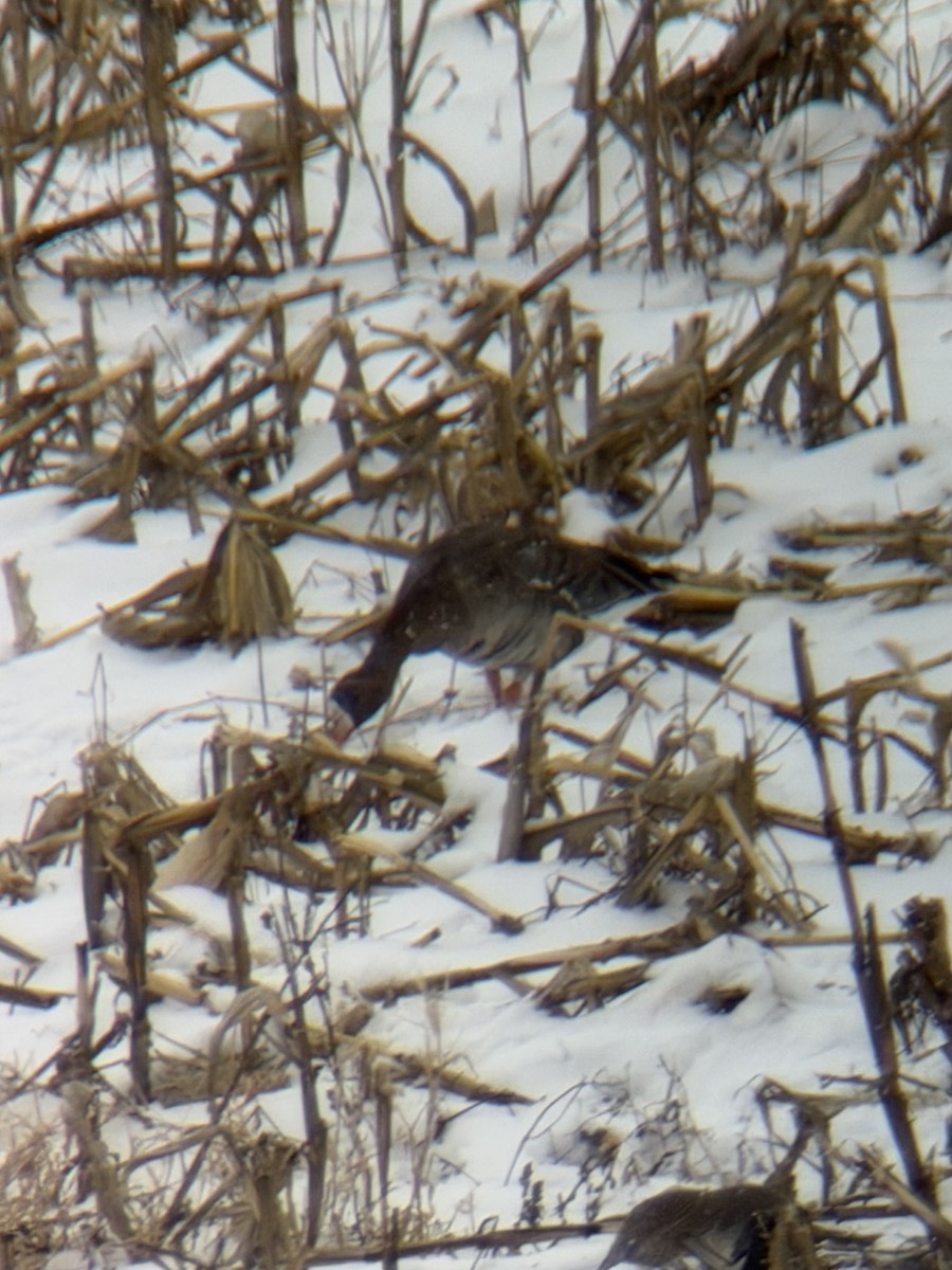 Greater White-fronted Goose - ML646150852