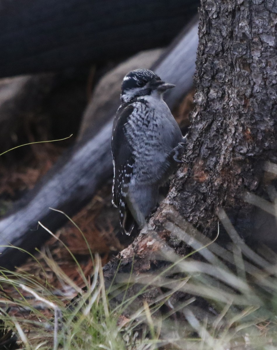 American Three-toed Woodpecker - ML646150853