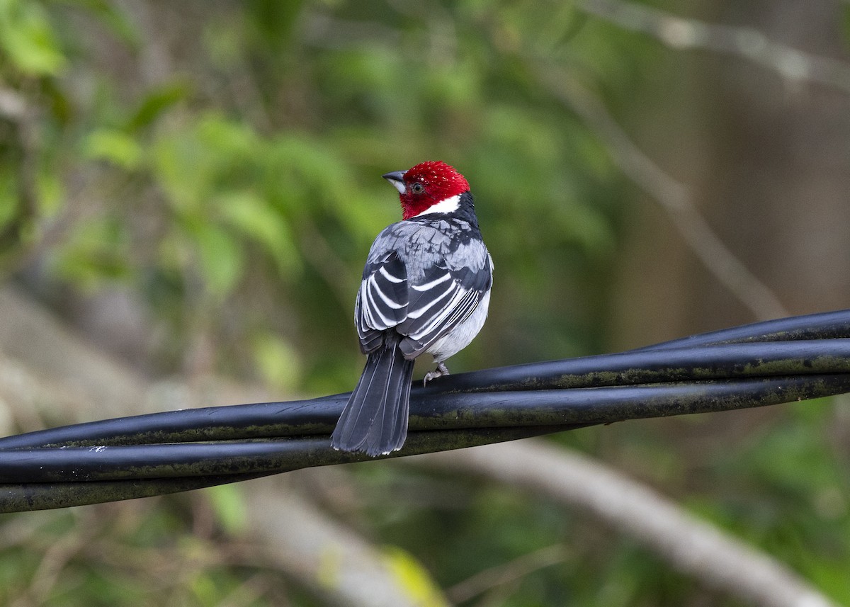 Red-cowled Cardinal - ML646150854