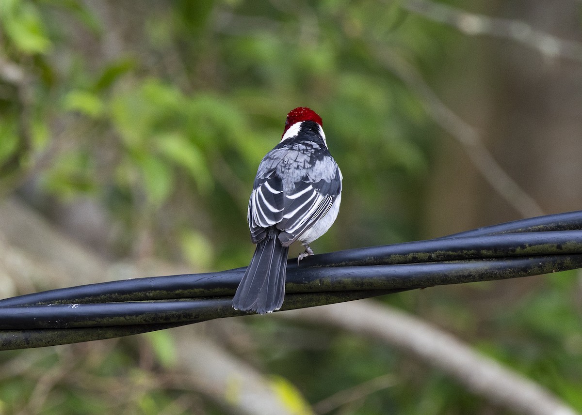 Red-cowled Cardinal - ML646150855