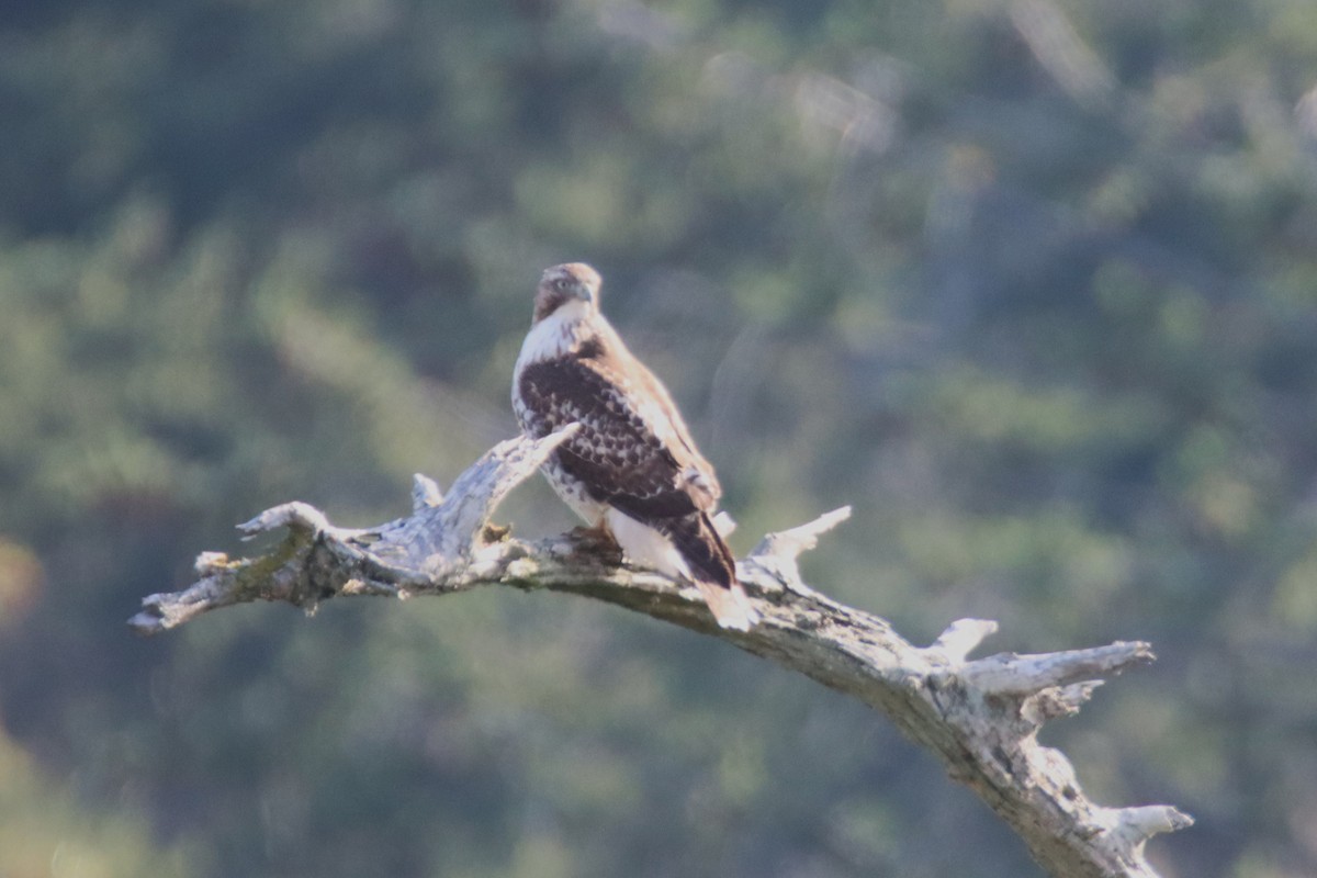 Red-tailed Hawk - ML646150856