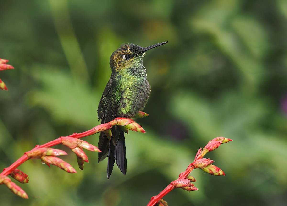 Violet-fronted Brilliant - ML646150857