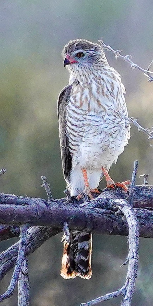 Gabar Goshawk - ML646150858