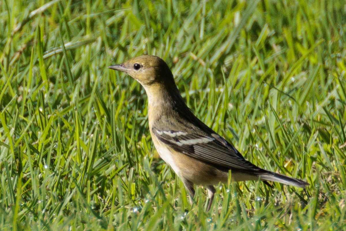 Bay-breasted Warbler - ML646150861