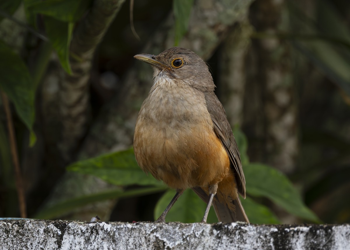 Rufous-bellied Thrush - ML646150862