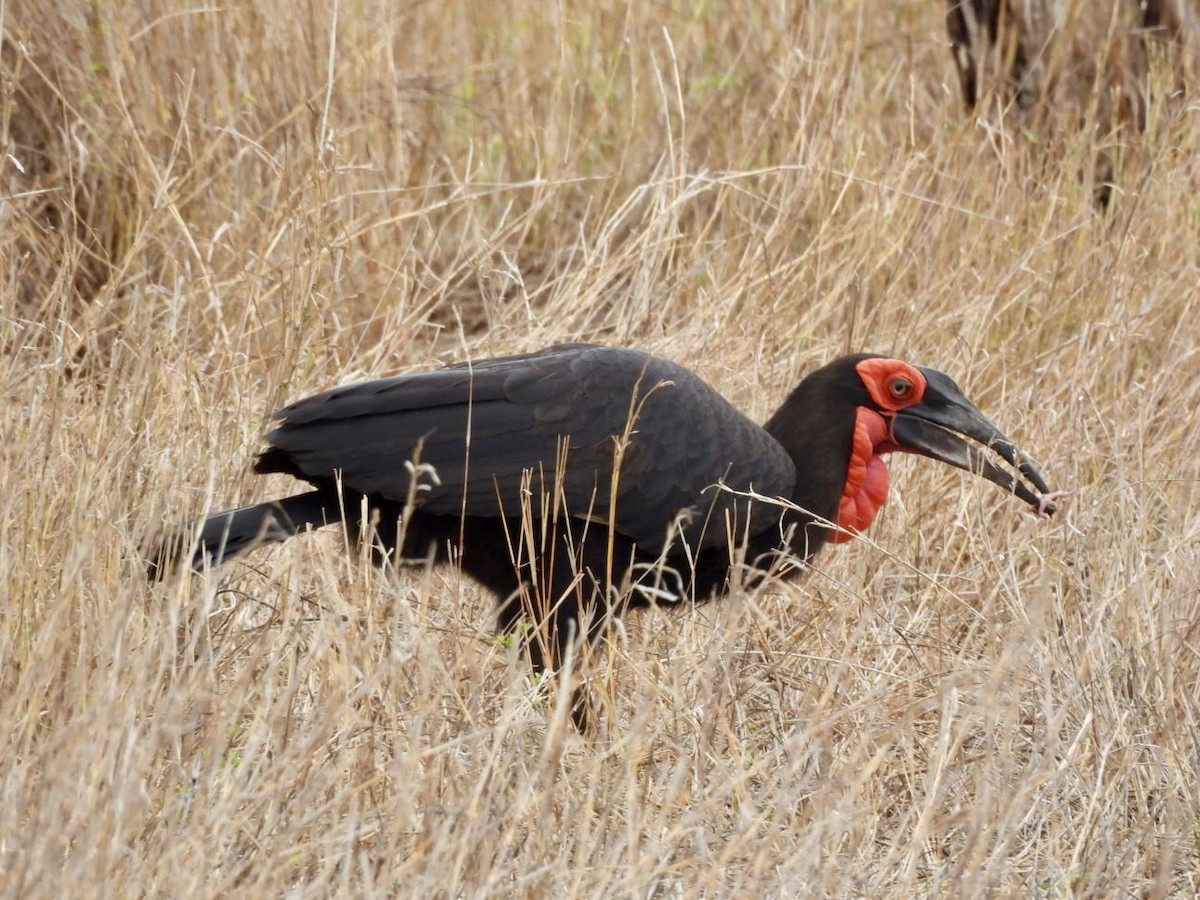 Southern Ground-Hornbill - ML646150863