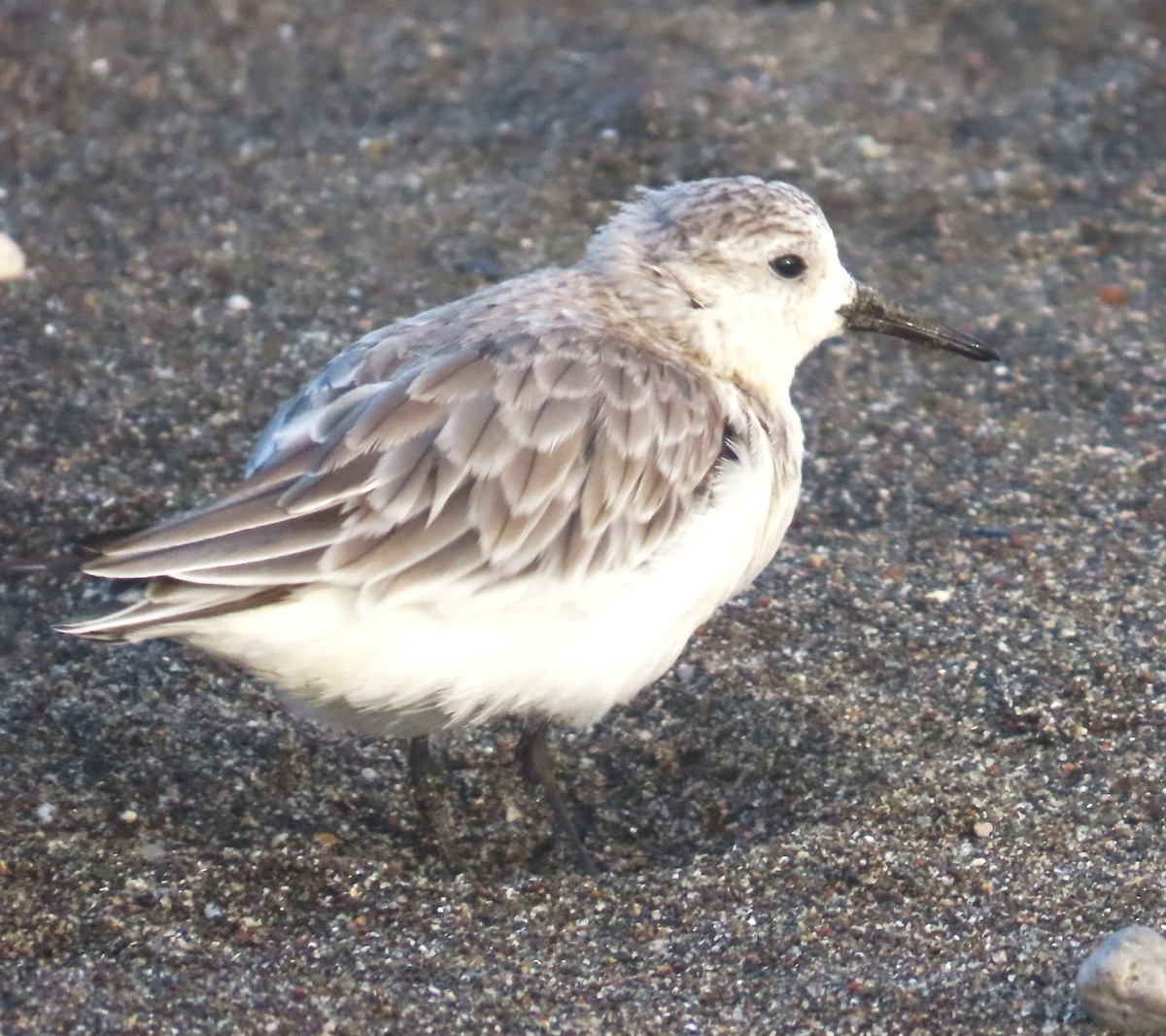 Sanderling - ML646150864