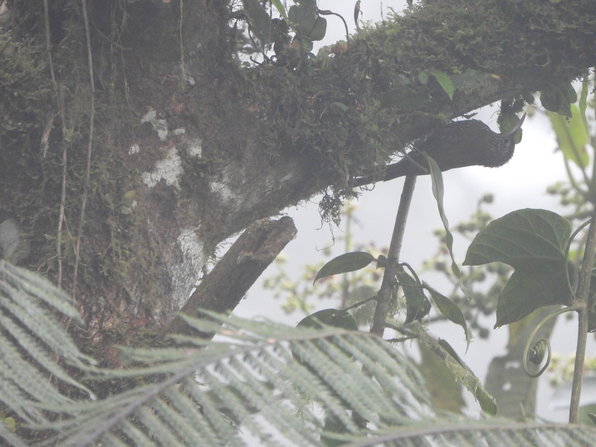 Montane Woodcreeper - ML646150865