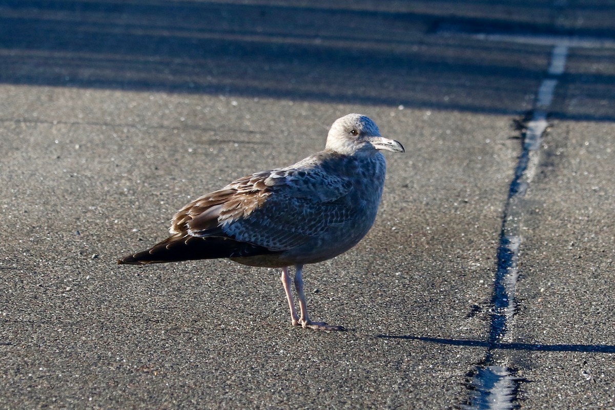 American Herring Gull - ML646150866
