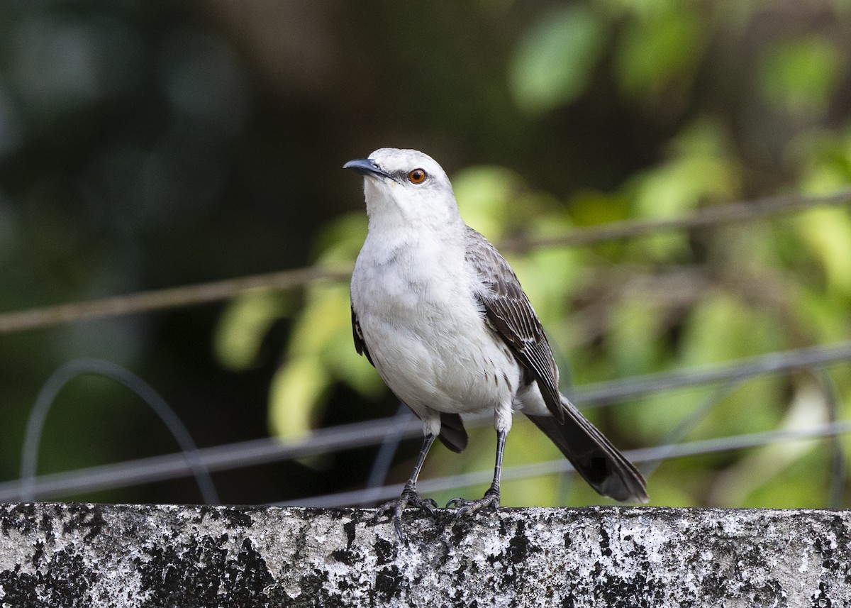 Tropikal Taklitçi [gilvus grubu] - ML646150870