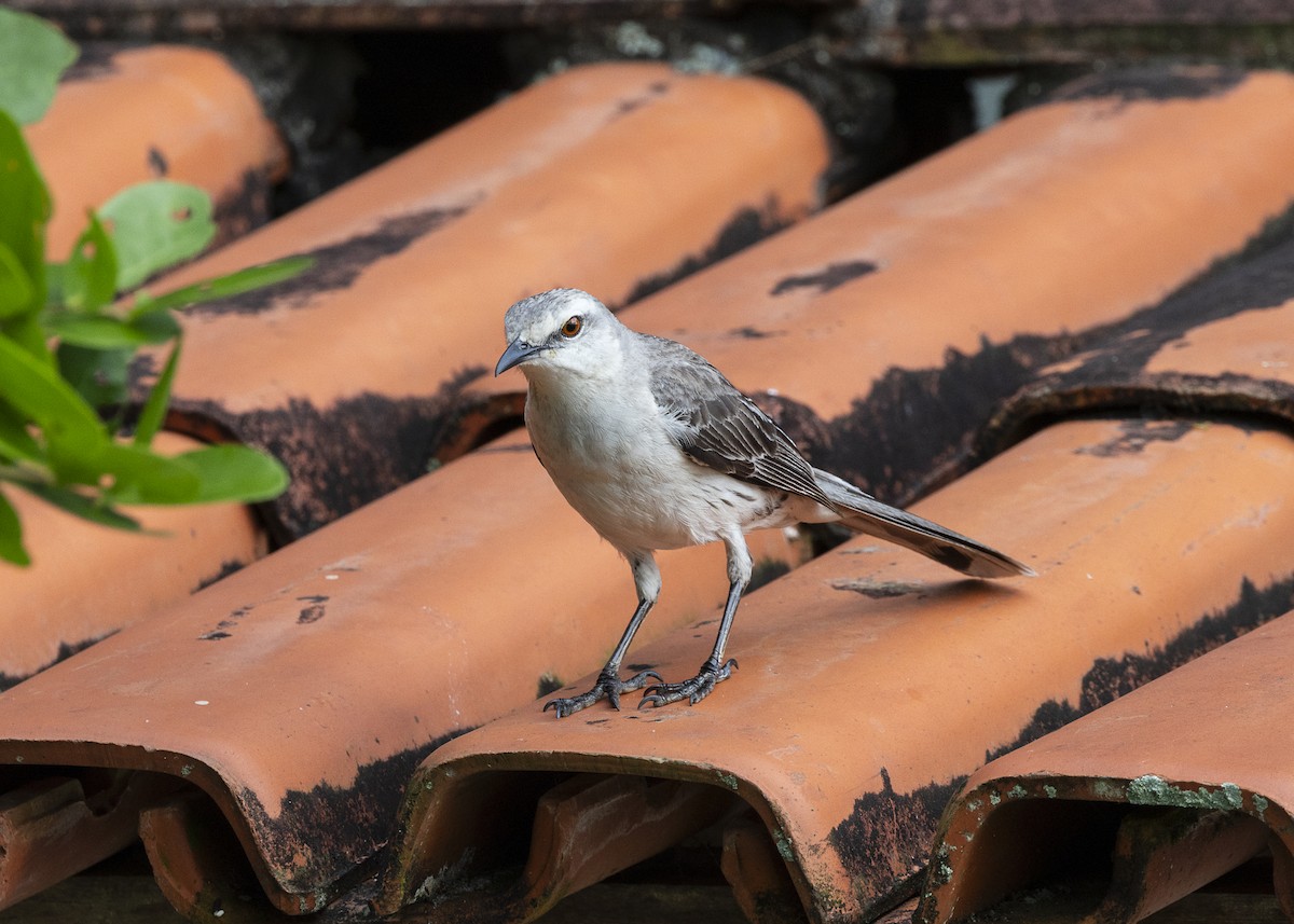 Tropikal Taklitçi [gilvus grubu] - ML646150871