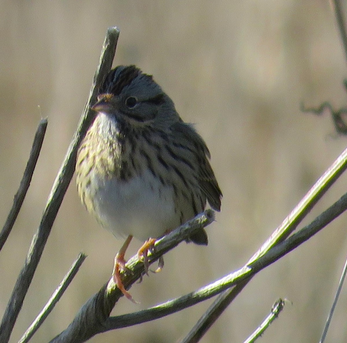 Lincoln's Sparrow - ML646150872