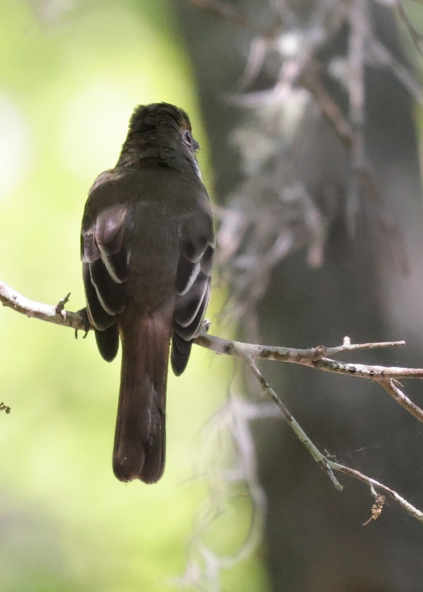 Sarı Karınlı Sinekkapan - ML646150876