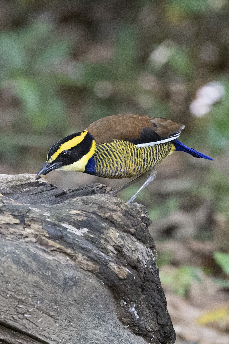 Java Yazılı Pittası - ML646150879