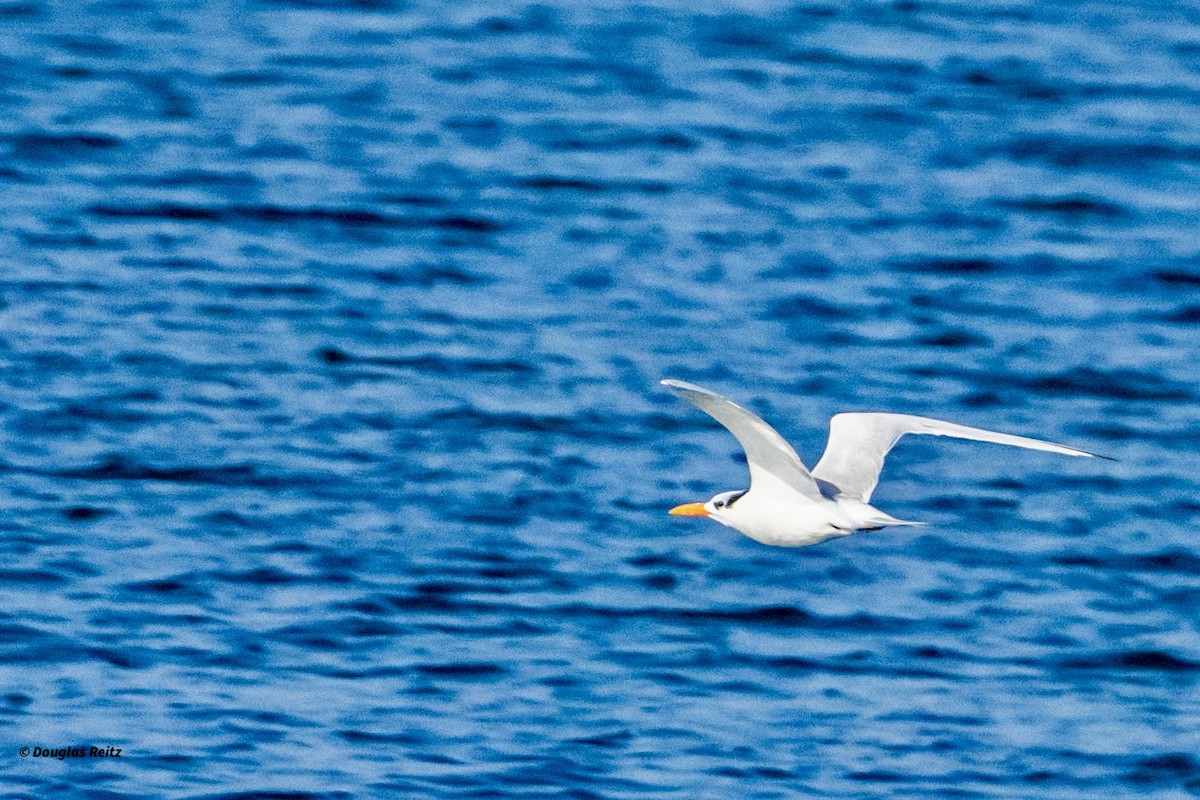 Royal Tern - ML646150884