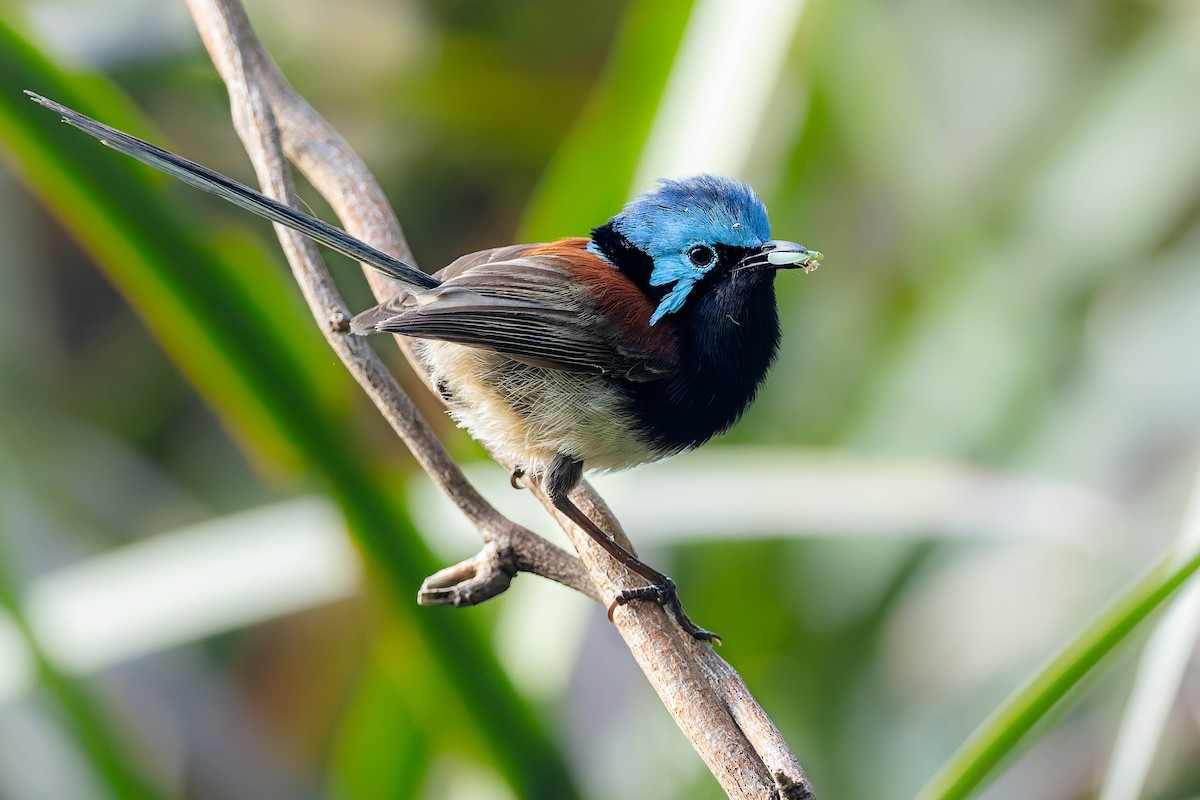 Maluro Elegante - ML646150886