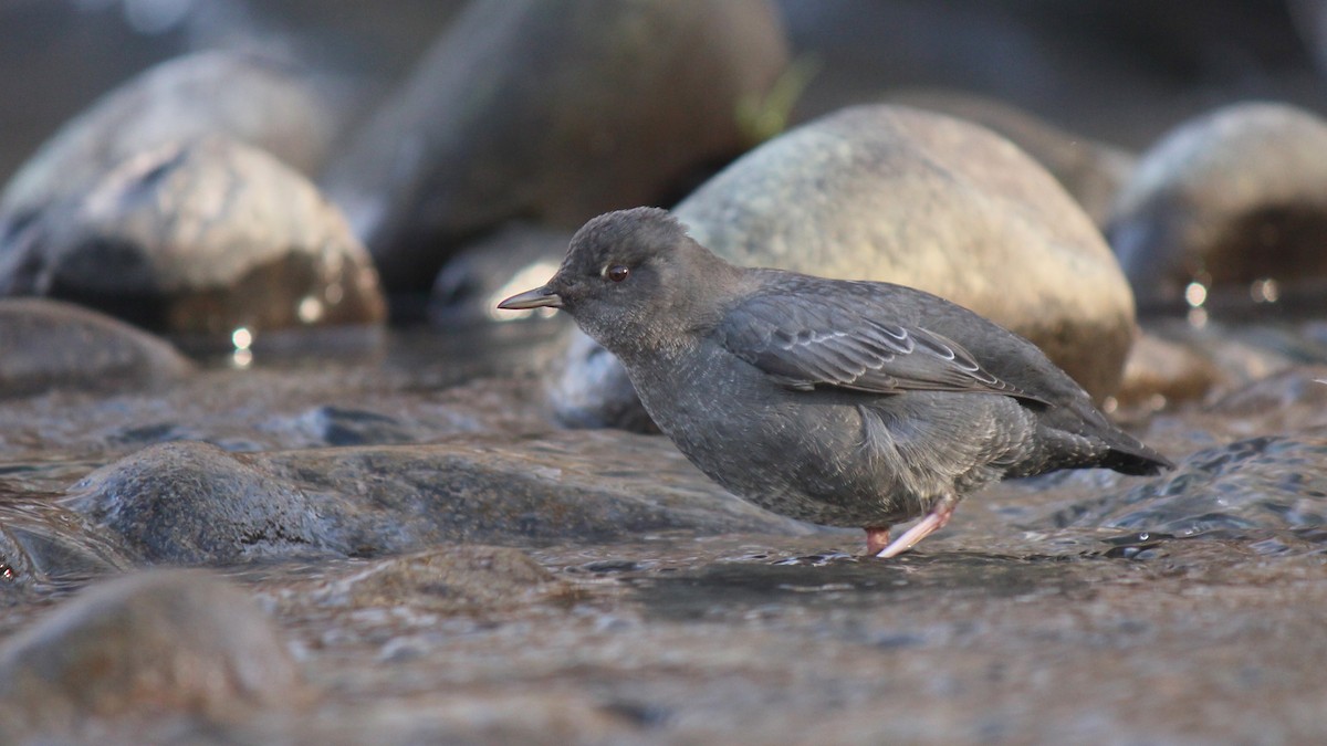 Ur-zozo iparramerikarra - ML646150888