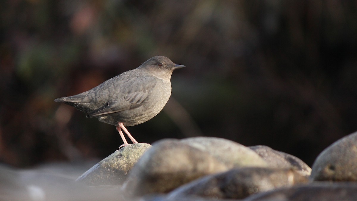 Ur-zozo iparramerikarra - ML646150889