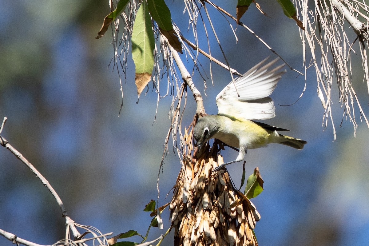 Cassin's/Blue-headed Vireo - ML646150898