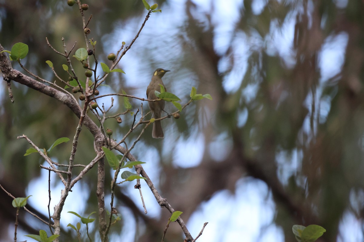 Cryptic Honeyeater - ML646150902