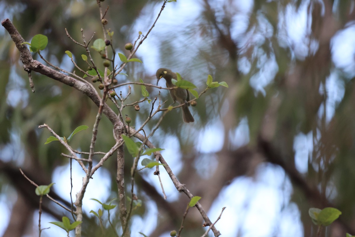 Cryptic Honeyeater - ML646150903