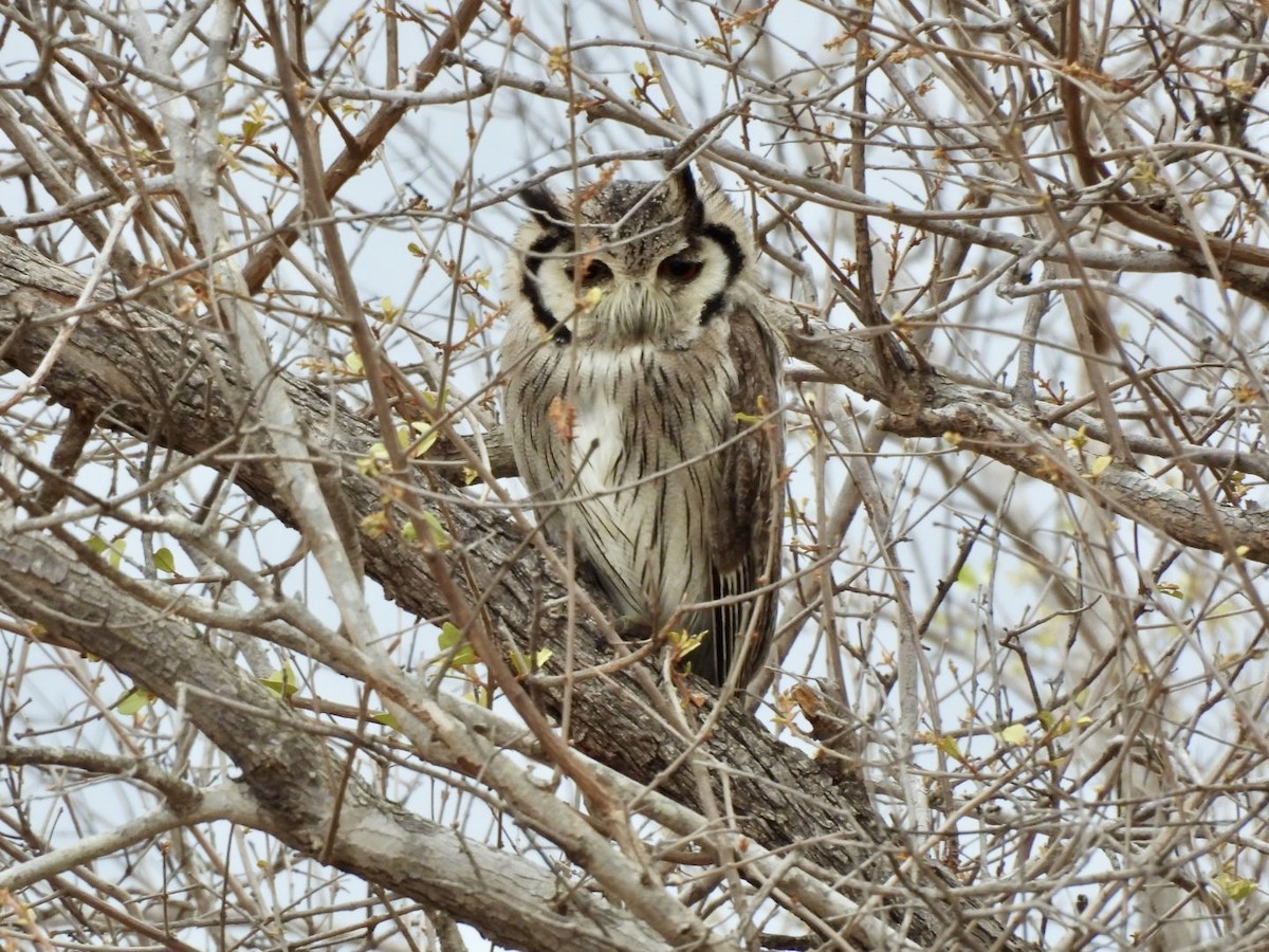 Southern White-faced Owl - ML646150905