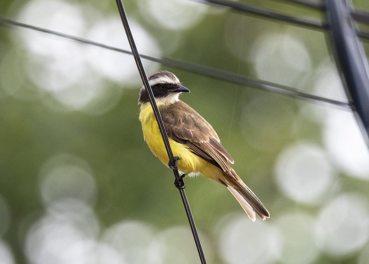 Tyran sociable (groupe similis) - ML646150906