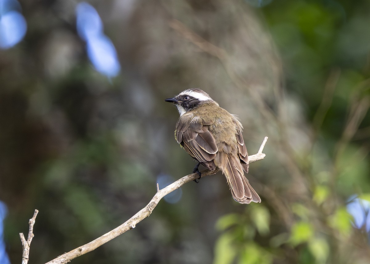 Tyran sociable (groupe similis) - ML646150908