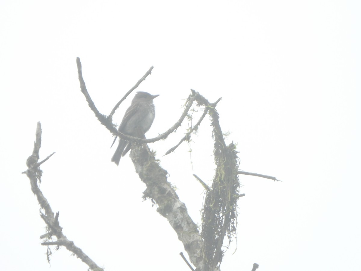 Olive-sided Flycatcher - ML646150911