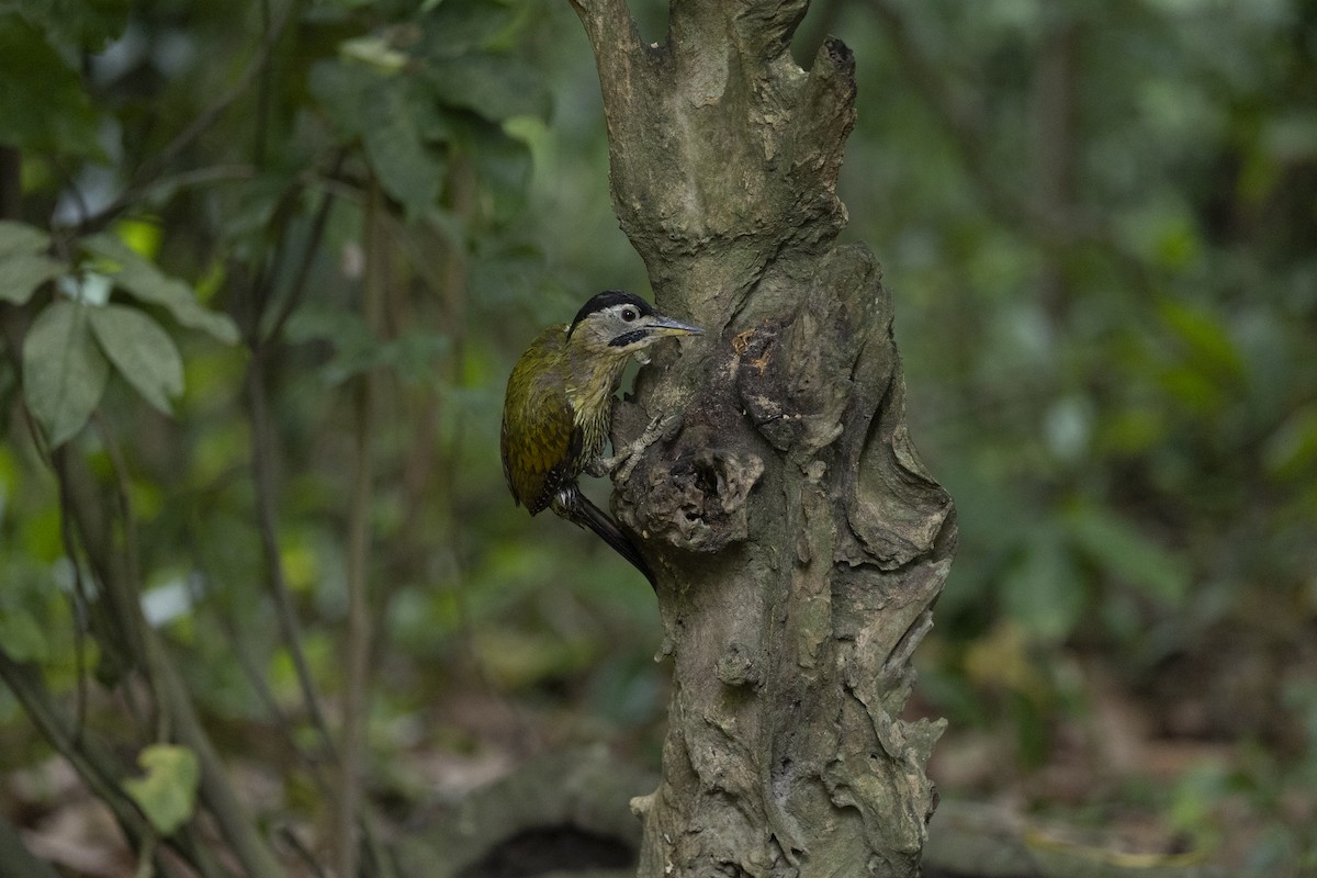 Karnı Çizgili Ağaçkakan - ML646150913