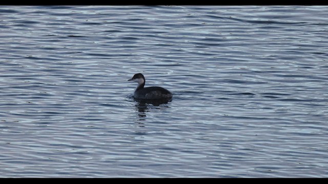 Horned Grebe - ML646150914
