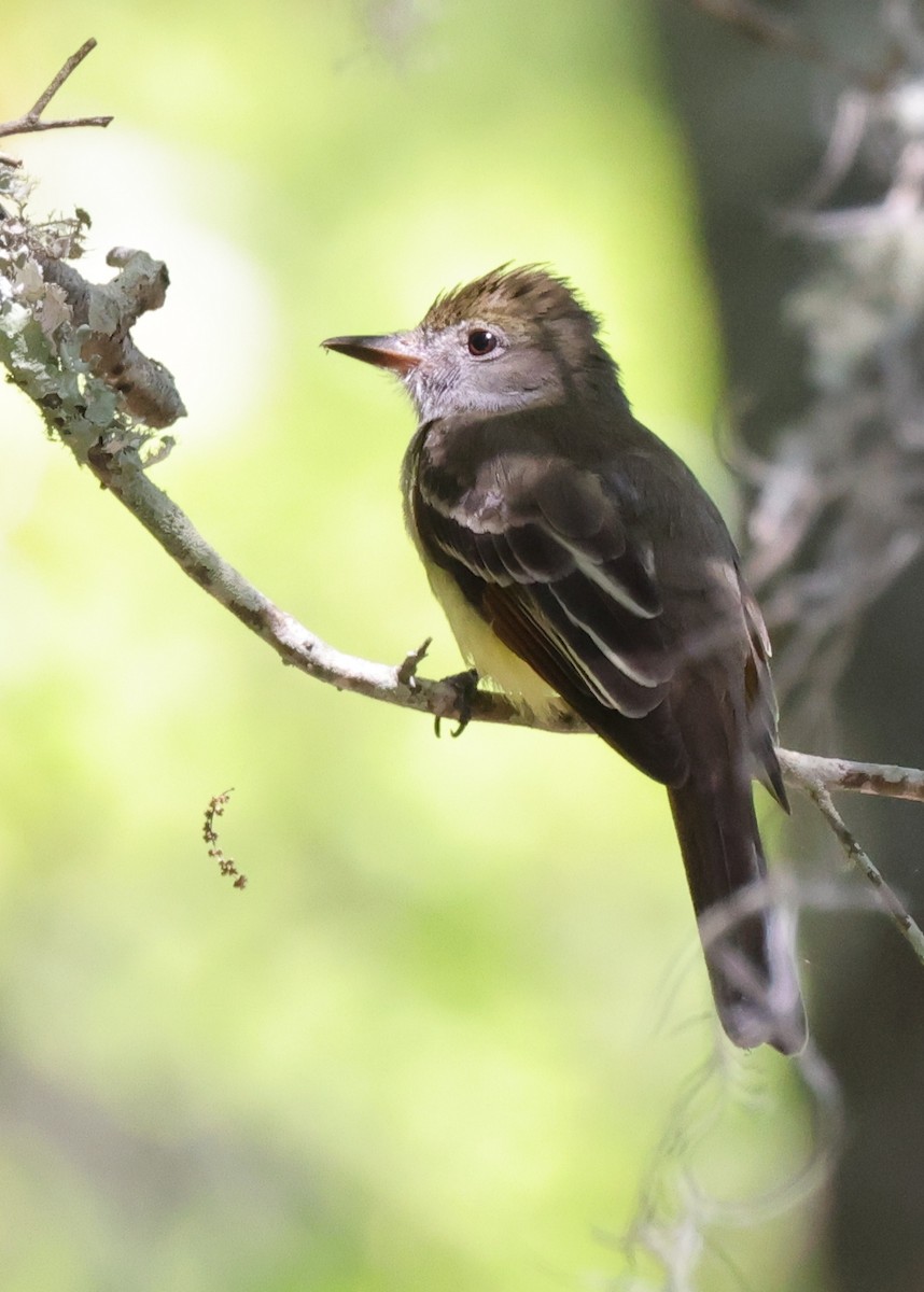 Sarı Karınlı Sinekkapan - ML646150925