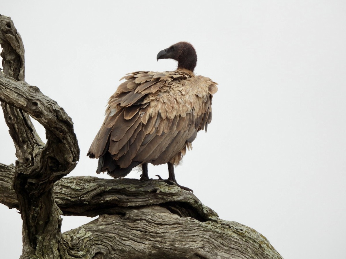 White-backed Vulture - ML646150934