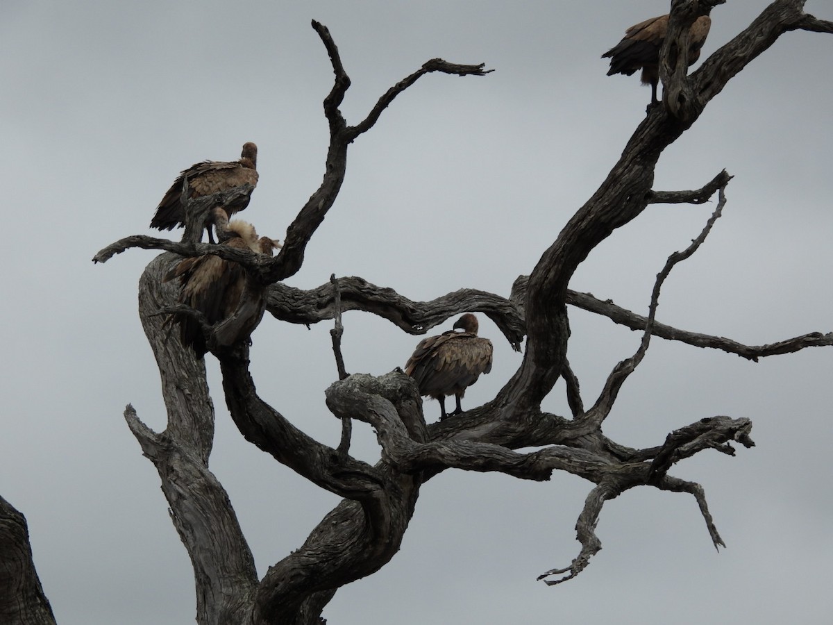 White-backed Vulture - ML646150935