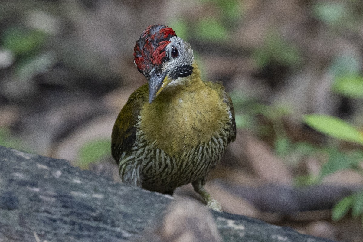 Karnı Çizgili Ağaçkakan - ML646150949