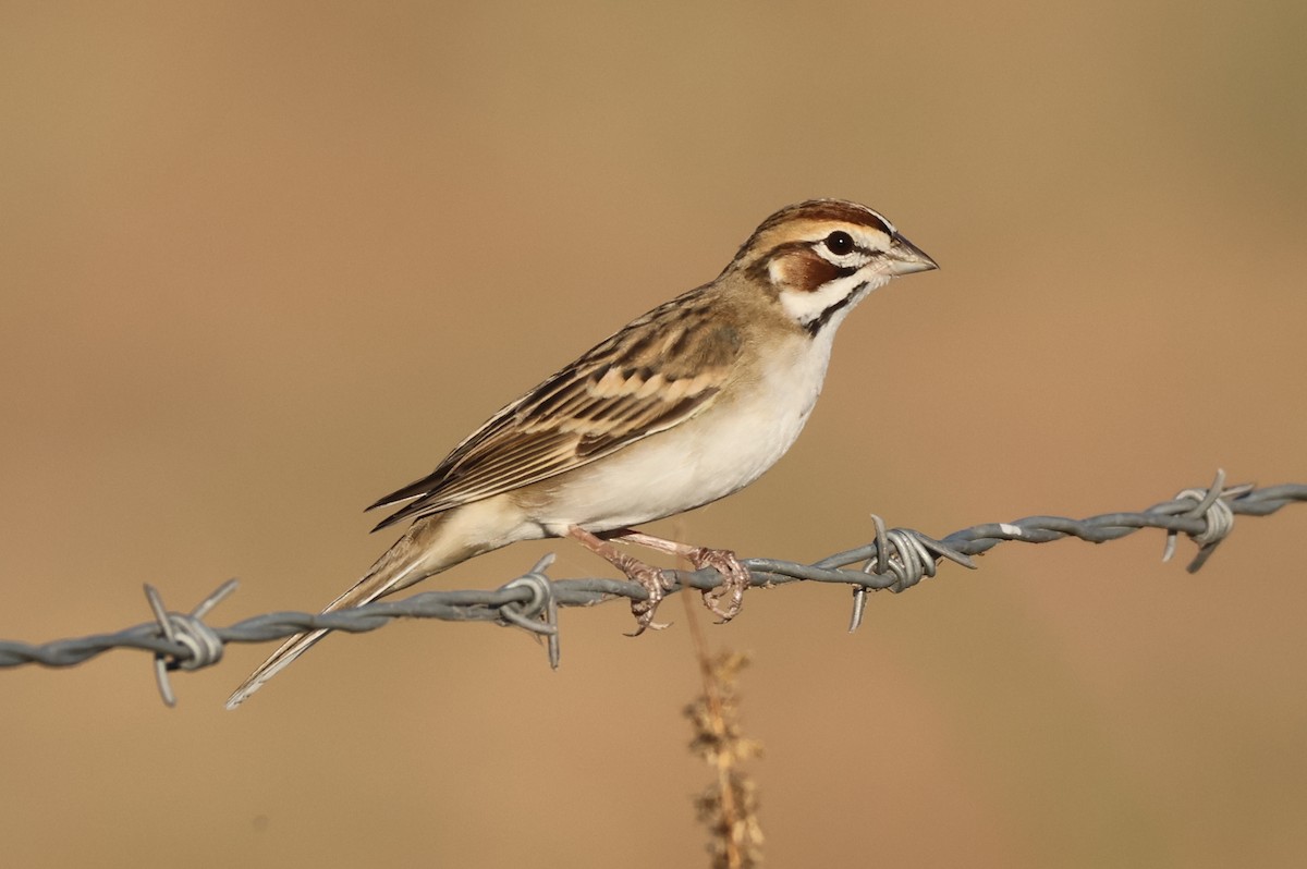 Lark Sparrow - ML646150951