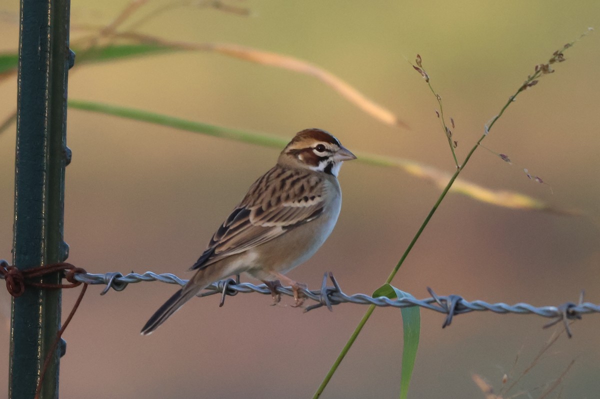 Lark Sparrow - ML646150952