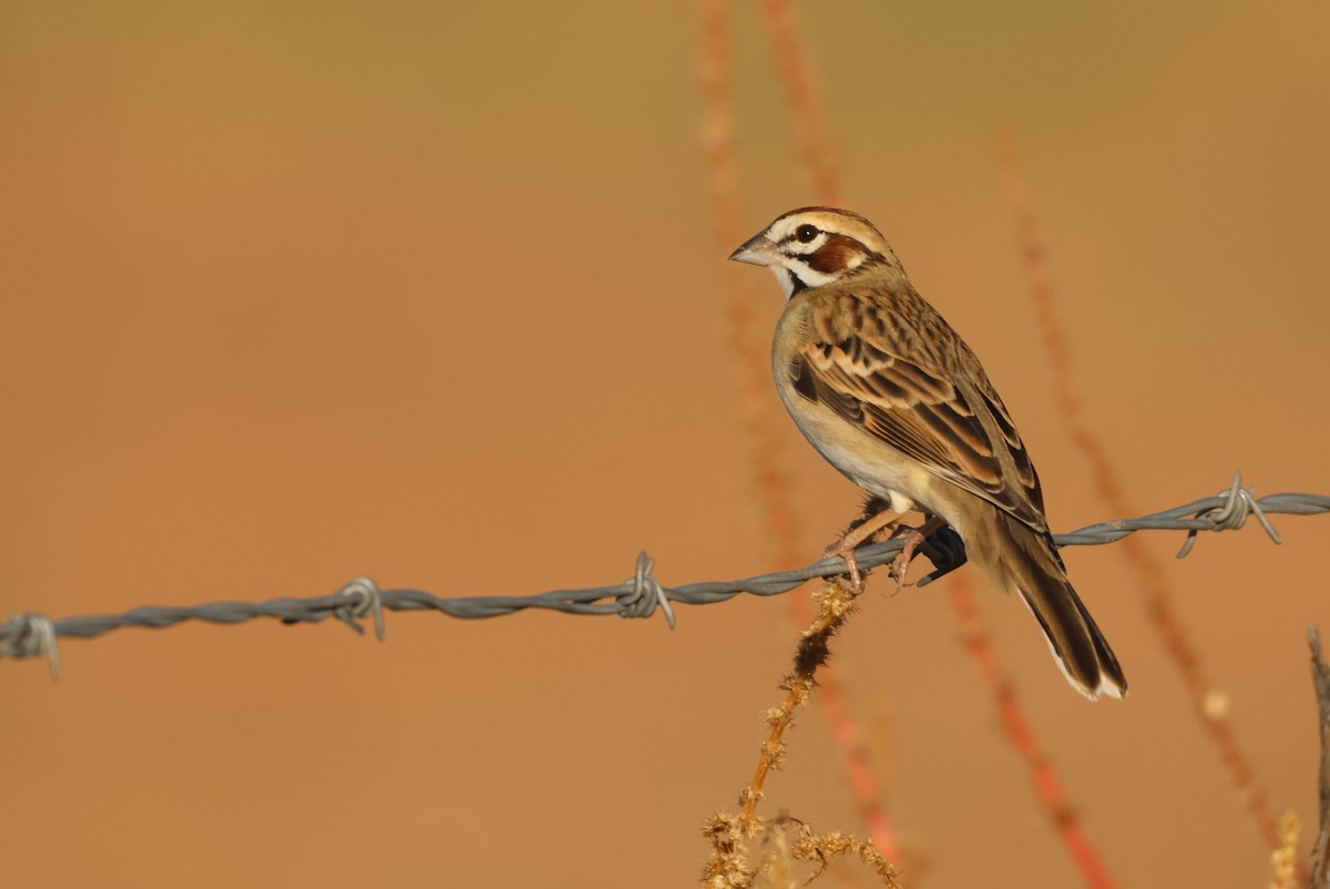 Lark Sparrow - ML646150953