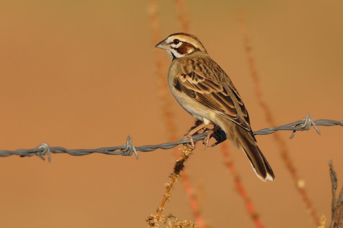 Lark Sparrow - ML646150954